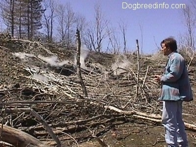 A Person looking over the fallen dead trees