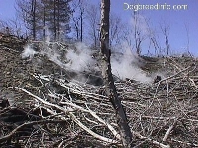 Steam coming off of a hill through fallen dead trees