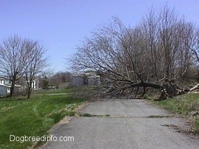 A fallen tree on a road