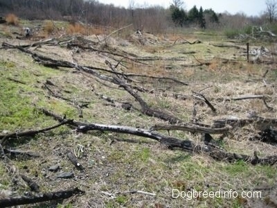 Dead fallen down trees in the fields of Centralia PA