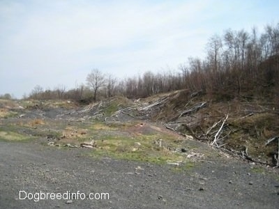 Fallen Dead Trees and dirt paths in Centralia Pa