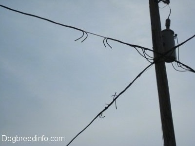 Cut Wires on a powerline