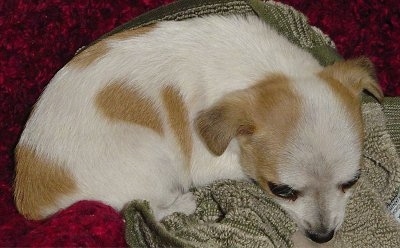 Close up - Keely the Chestie puppy curled up  on a green blanket and a red blanket