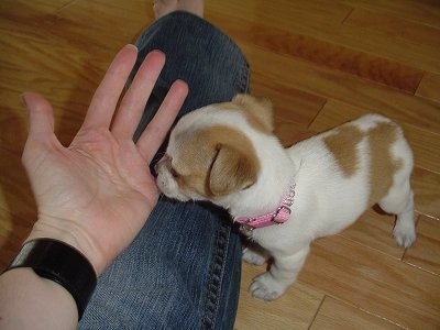 Keely the Chestie Puppy sniffing a persons hand