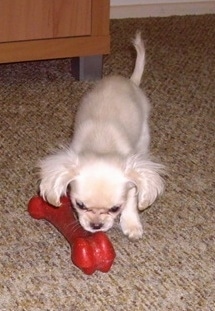 Stanley the Chilier puppy standing on a carpeted floor and sniffing a red rubber dog bone toy