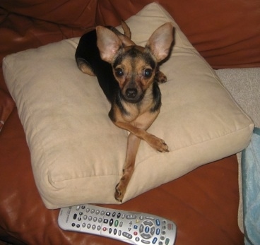 Shyla the Chipin is laying on a tan pillow on a brown leather couch behind a tv remote