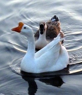Chinese Swan Geese are swimming through a body of water. One of the Swan Geese has its mouth open. One bird is white and the other is brown.