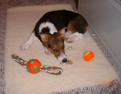 Tory the CoJack is laying down on a dog bed surrounded by an orange and yellow tennis ball, a couple of rawhide bone pieces and an orange and green rope toy with a ball in the middle of the rope