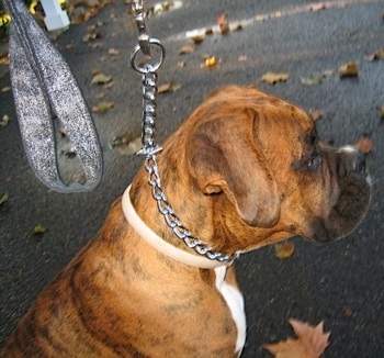 The right side of a brown brindle with white Boxer that is wearing a Choke Collar.