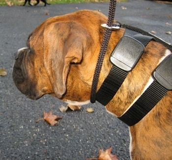 Close up - The left side of a brown brindle Boxer that is wearing the Illusion Dog Training Collar