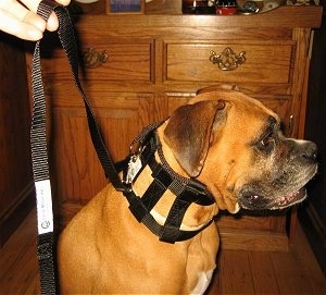 The right side of a brown Boxer that is wearing an Illusion Collar.