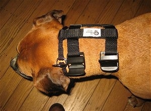 Topdown view of a brown Boxer that is wearing an Illusion Dog Training Collar.