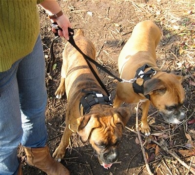 Top down view of a brown Boxer and a brindle brown with white Boxer they are wearing the Illusion Collar. They are standing in front of sticks on a dirt surface.