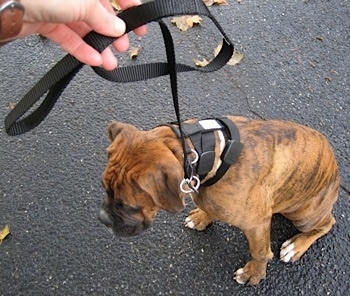 Topdown view of a brindle brown with white Boxer that is wearing the Illusion Collar and is sitting on a blacktop