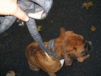 Topdown view of a brown brindle Boxer that is sitting on a blacktop surface and it is looking to the right. A person is holding a looped leash that is attached to the Boxer.