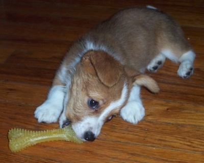 Jody the Corillon puppy is laying down on a hardwood floor chewing on a rubber yellow jelly dog teething bone