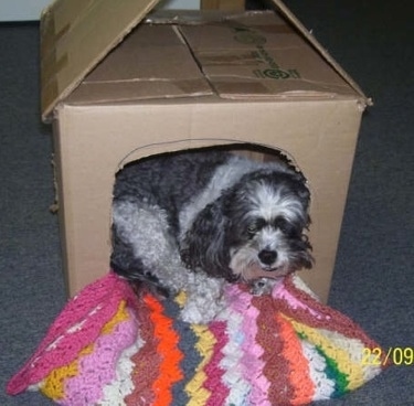 Bandit the Daisy Dog is laying in a cardboard box turned into a dog house. There is a rainbow colored crocheted blanket inside