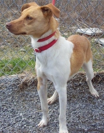 mixed feist dog breed