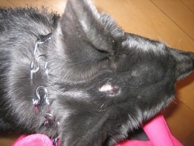 Close Up - Top down view of a black Shiloh Shepherd head with a dermoid cyst on it