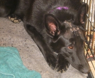 Close Up - A black Shiloh Shepherd with stitches on its head is laying down in a cage and against the right side.