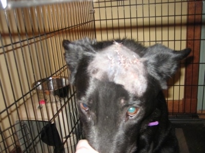 Close Up - A black Shiloh Shepherd with stitches on its head in a dog cage