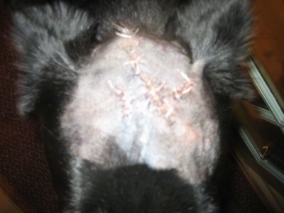 Close Up - The head of a back Shiloh Shepherd with stitches.