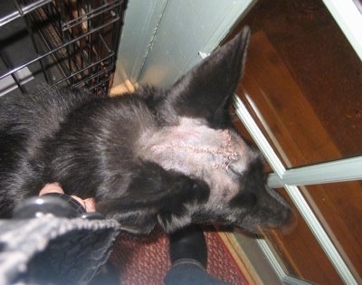 Close Up - Top down view of a black Shiloh Shepherd with stitches on its head and it is looking out of a window