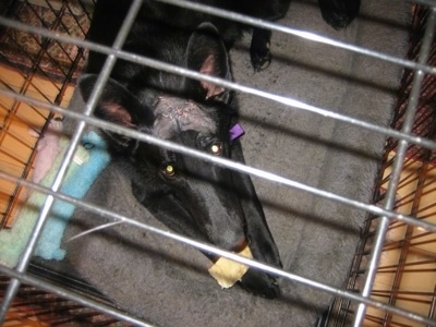 Close Up - Top down view of a black Shiloh Shepherd with stitches on its head laying in a cage with a dog chew
