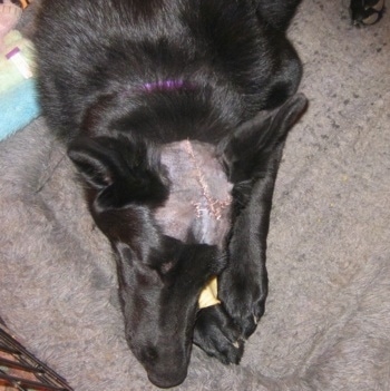 Close Up - A black Shiloh Shepherd with stitches on its head is laying on a dog bed and biting a dog chew
