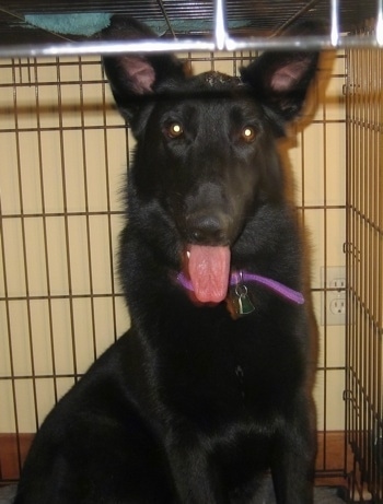 Close Up - A black Shiloh Shepherd sitting in a dog crate with its mouth open, tongue out and it is looking happy.