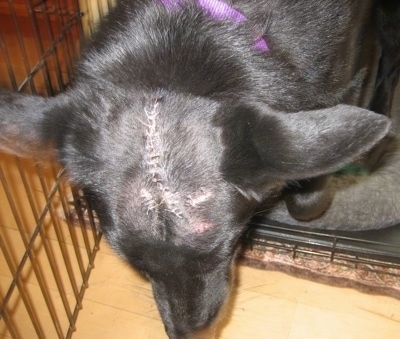 Close Up - A black Shiloh Shepherd with stitches on its head walking out of its cage.