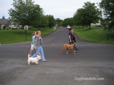 The right side of a line of 4 people walking a Westie and a Vizsla down the middle of the street as the dogs heel next to the humans