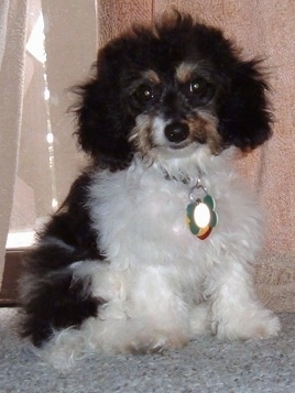 Bear the black, white with tan Doxiepoo is sitting in front of a window with a big dog tag hanging from its collar