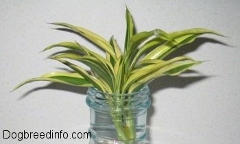 A Dracaena Variegatus plant is in a plastic bottle out of the water