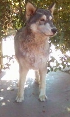 Sami the gray and white Eurasian Spitz is standing outside under a tree. She looks like a wolf.