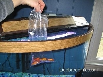 A bag of goldfish being floated in a fish tank. A hand is holding the bag.