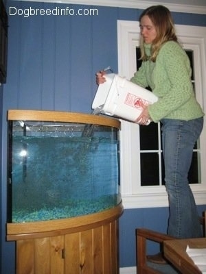 A lady is pouring a final amount of water into the fish tank