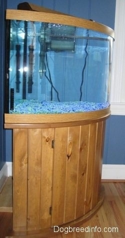 A fish aquarium with a heater and filter in it