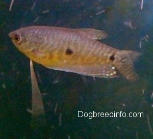 Close Up - A brown with black and white Blue Gourami is swimming to the left