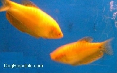 Two Golden Gouramis. One Golden Gourami is swimming to the right and another is swimming to the left