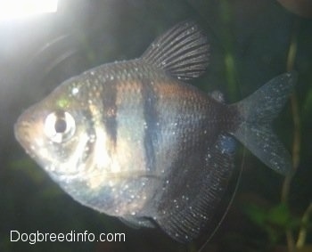 best white spot treatment for tropical fish