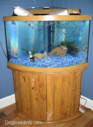 Two bags of goldfish are floating at the top of a fish tank. There are six goldfish in the tank