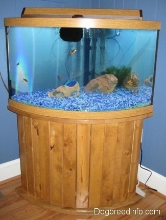 A wooden aquarium with blue gravel is filled with fish, rocks and plants