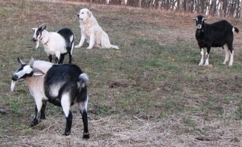 Two white with black goats, a black with white goat and a sitting Great Pyrenees dog are in a field together