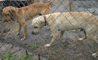 Two Florida Cracker Curs, one brown and one tan, are standing in front of a chain link fence. They are looking down at something on the other side of the fence