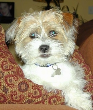 Close Up upper body shot - A white with brown wiry-looking Fo-Tzu puppy is laying on a pillow on top of a couch