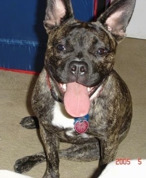 Pounder the black brindle with white Free-Lance Bulldog is sitting on a carpeted floor. Her mouth is open and her tongue is hanging out
