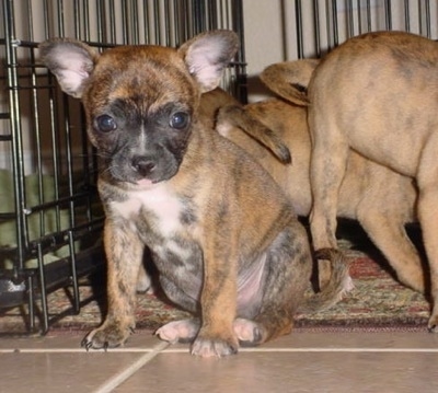 Brown brindle French Bullhuahua puppies are standing and sitting on a rug next to a black dog crate.