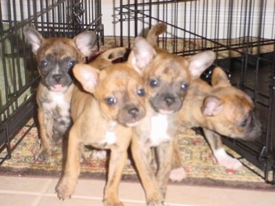 A litter of four French Bullhuahua puppies are on the floor between two dog crates. The middle two puppies are pushing against each other and moving forward. A pup on the right is sniffing a pen. The pup on the left is sitting and looking forward with its tongue out a little