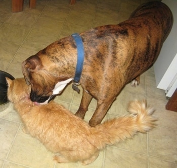 Bruno the Boxer licking the Cats wounded area
